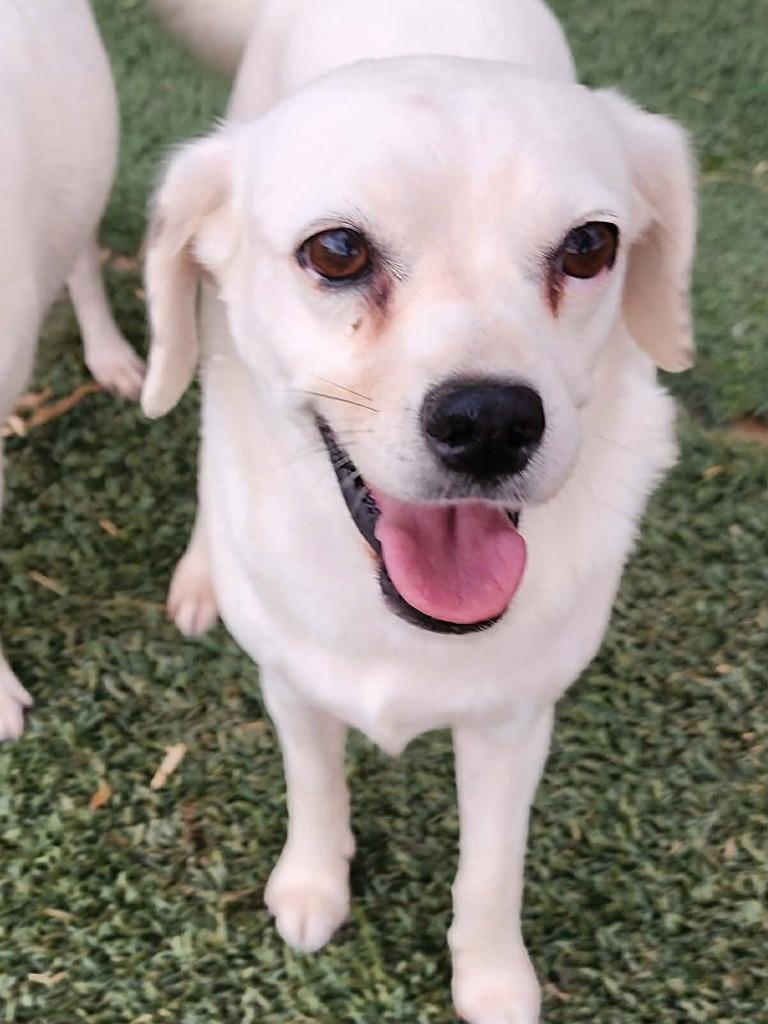 Enlarge Aria, a Adoptable Mixed Breed in Mesa, AZ image 2/4