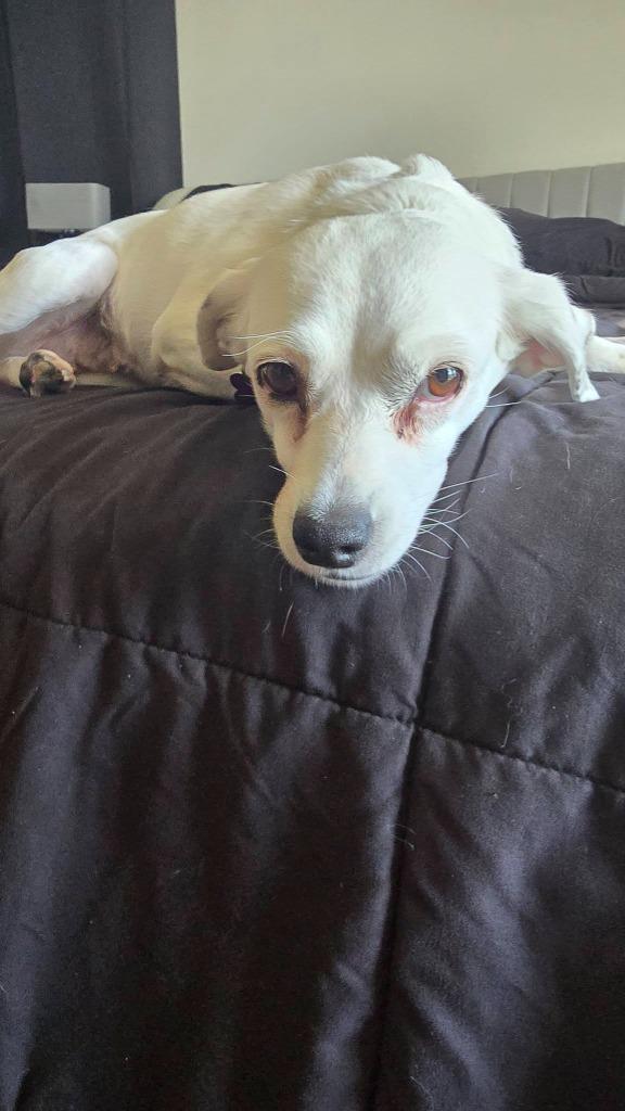 Enlarge Aria, a Adoptable Mixed Breed in Mesa, AZ image 3/4
