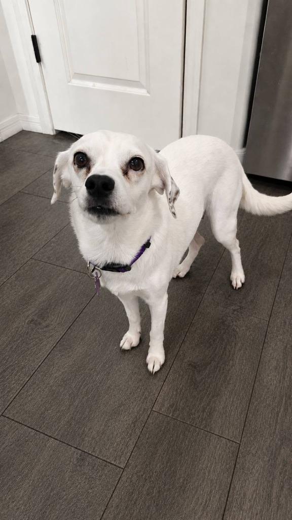 Enlarge Aria, a Adoptable Mixed Breed in Mesa, AZ image 4/4