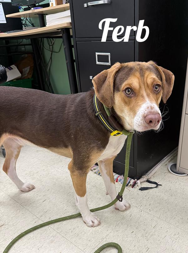 Ferb, Adoptable, Young Male Hound.