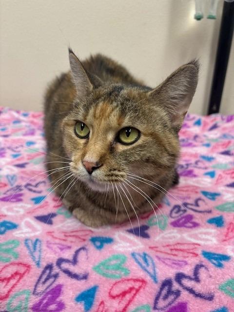 Charlie, Adoptable, Adult Female Domestic Short Hair.