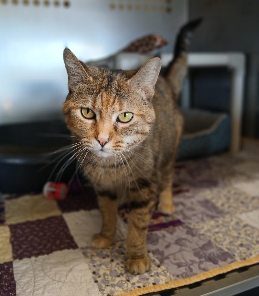Charlie, Adoptable, Young Female Domestic Short Hair.