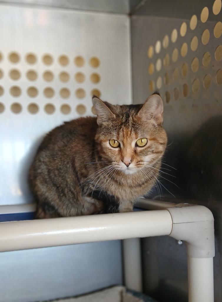 Enlarge Charlie, a Adoptable mixed breed in Ladysmith, WI image 4/4