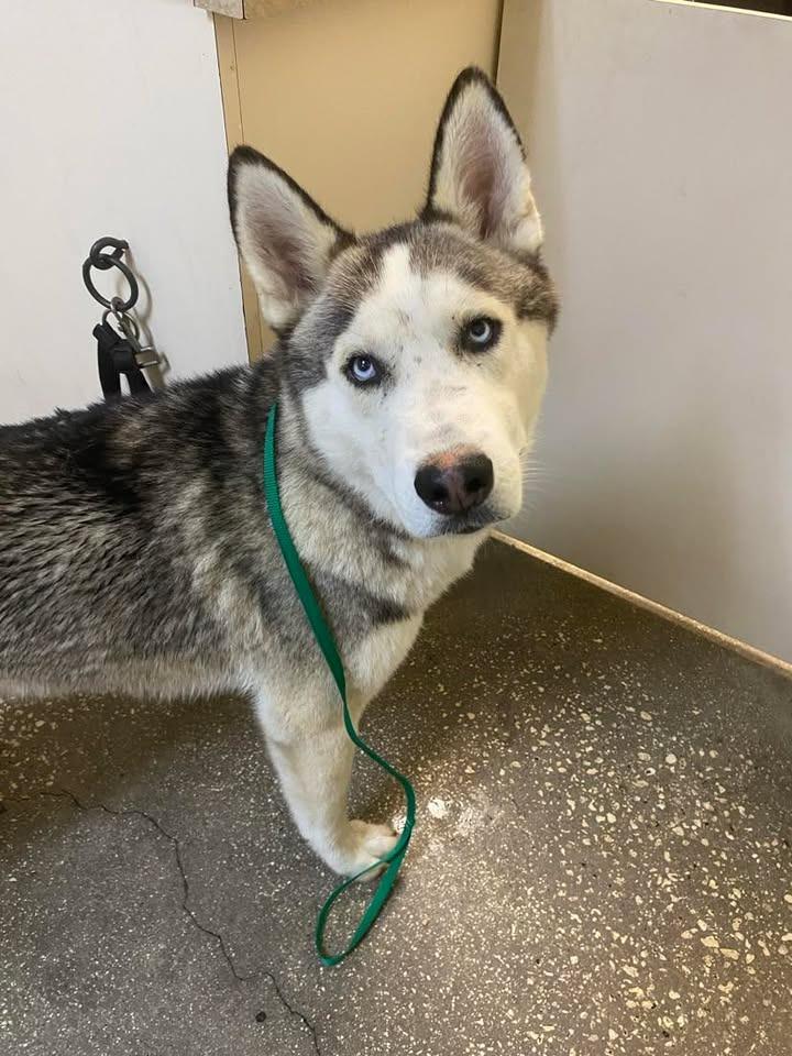 Enlarge Solomon (Wolf), a Adoptable Mixed Breed in Ocala, FL image 1/2