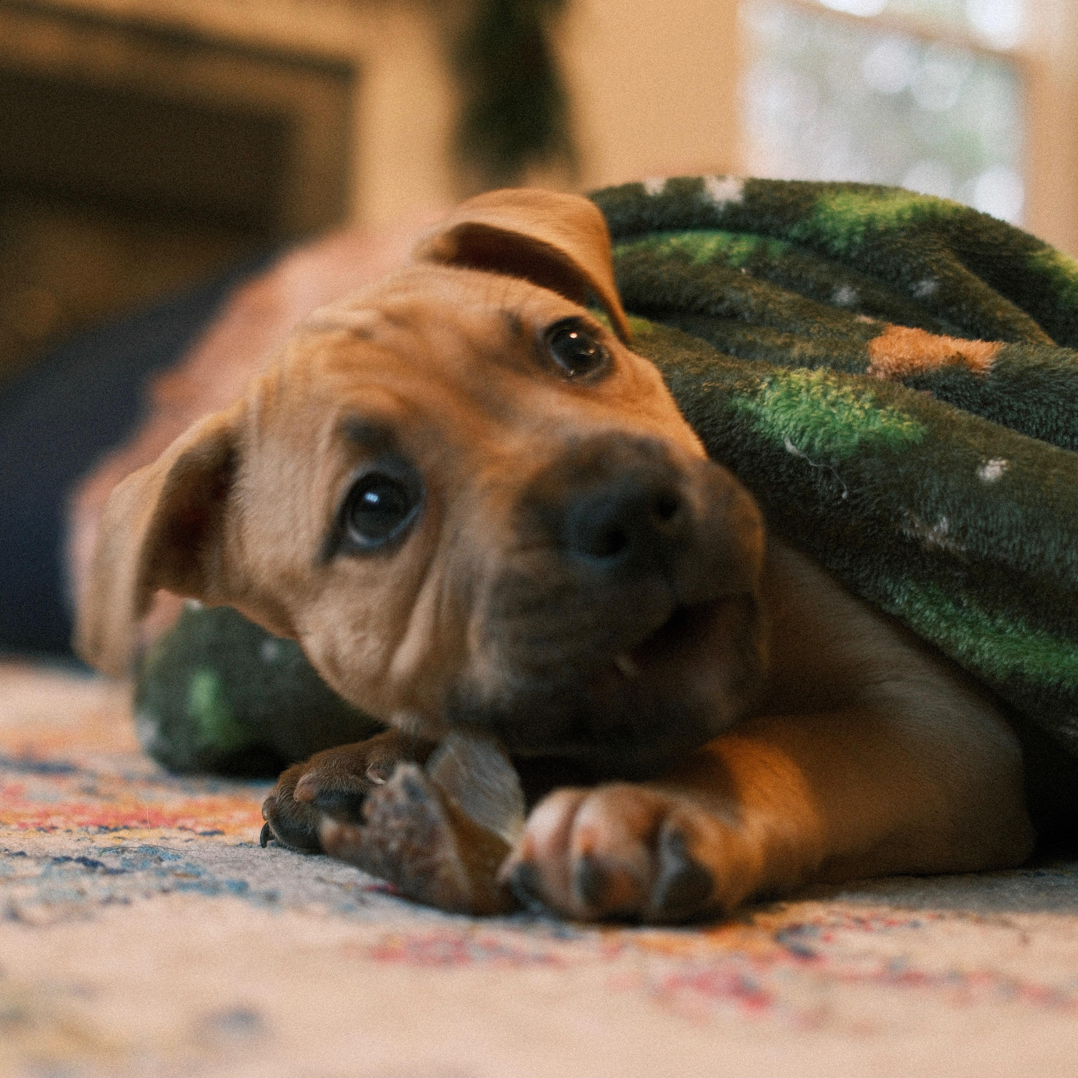 Enlarge Millie, an adopted mixed breed in Waxhaw, NC image 5/5