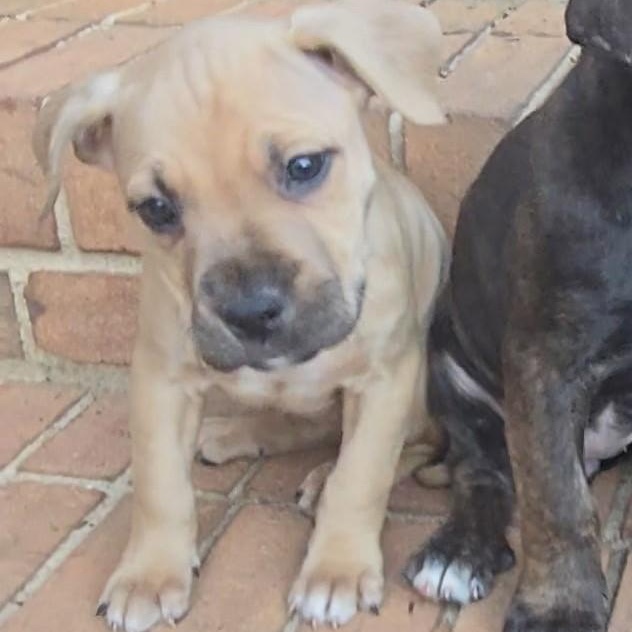 Millie, a Adoptable mixed breed in Waxhaw, NC image 1/3