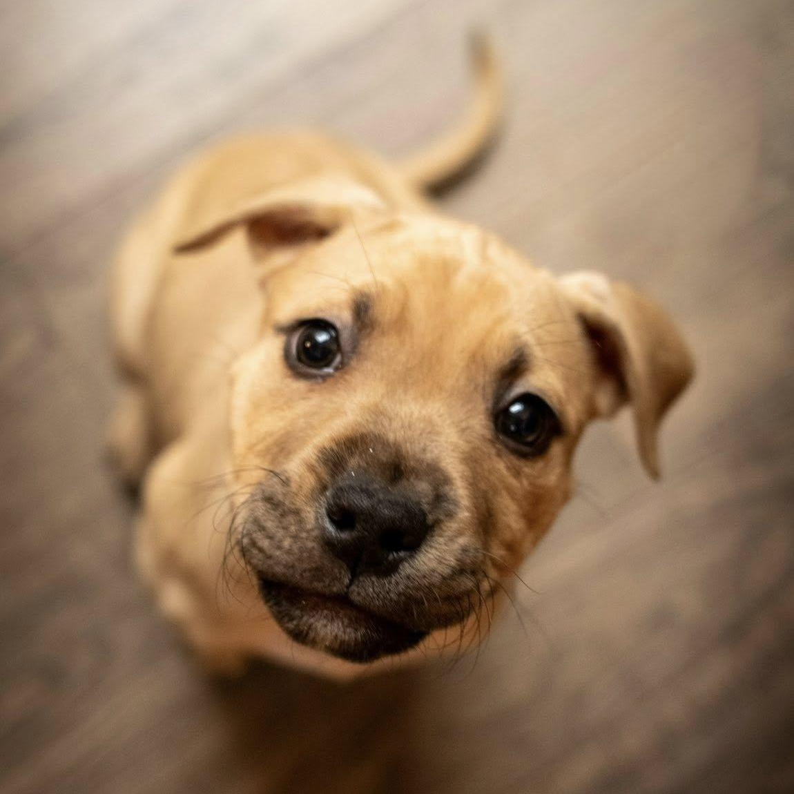 Enlarge Millie, an adopted mixed breed in Waxhaw, NC image 2/5