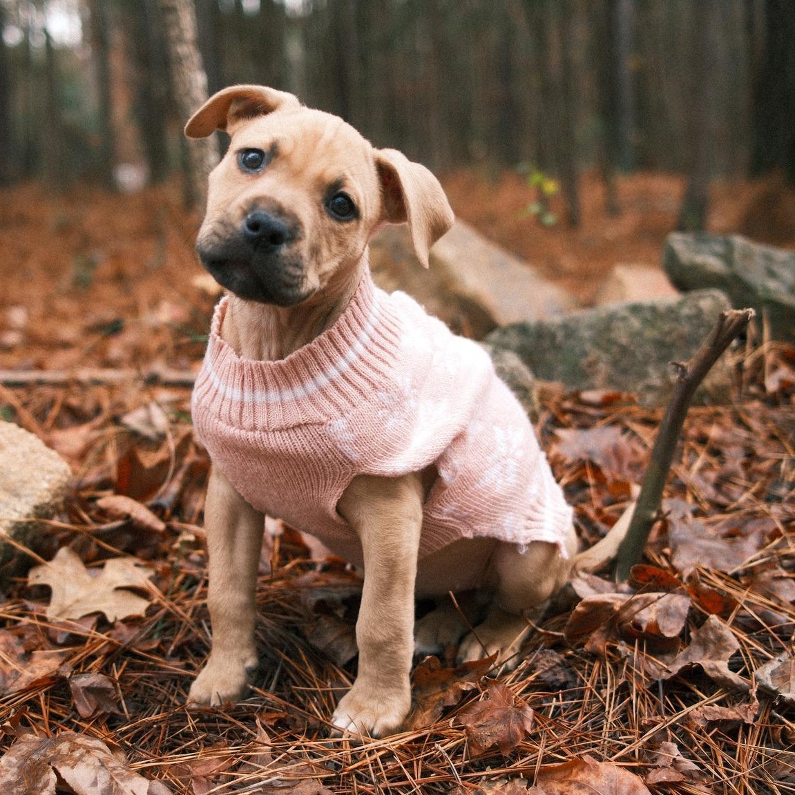 Millie, Adoptable, Puppy Female Terrier & Mastiff.