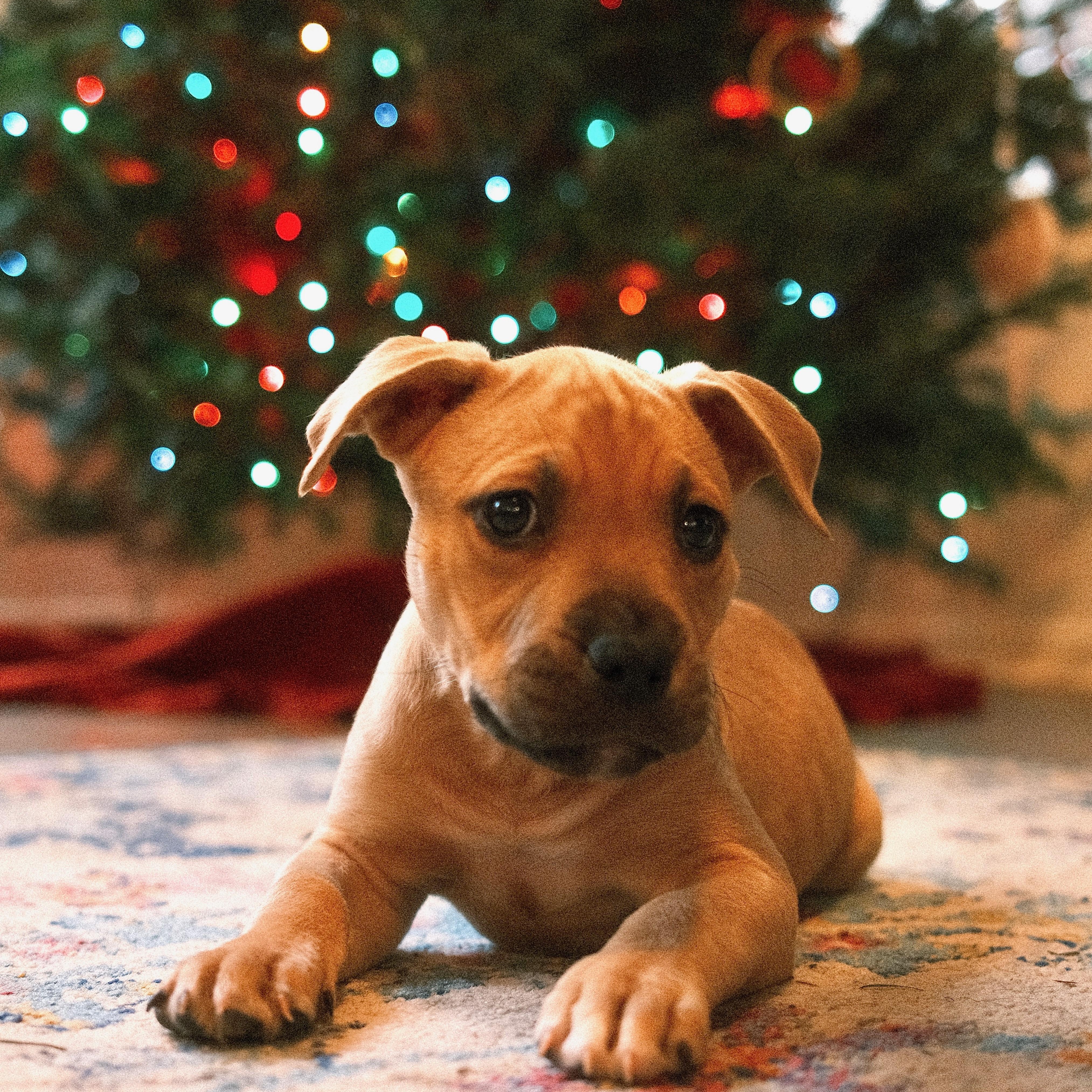 Enlarge Millie, an adopted mixed breed in Waxhaw, NC image 4/5