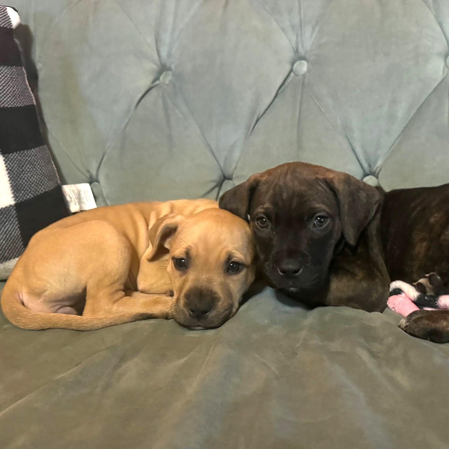 Millie, a Adoptable mixed breed in Waxhaw, NC image 2/3