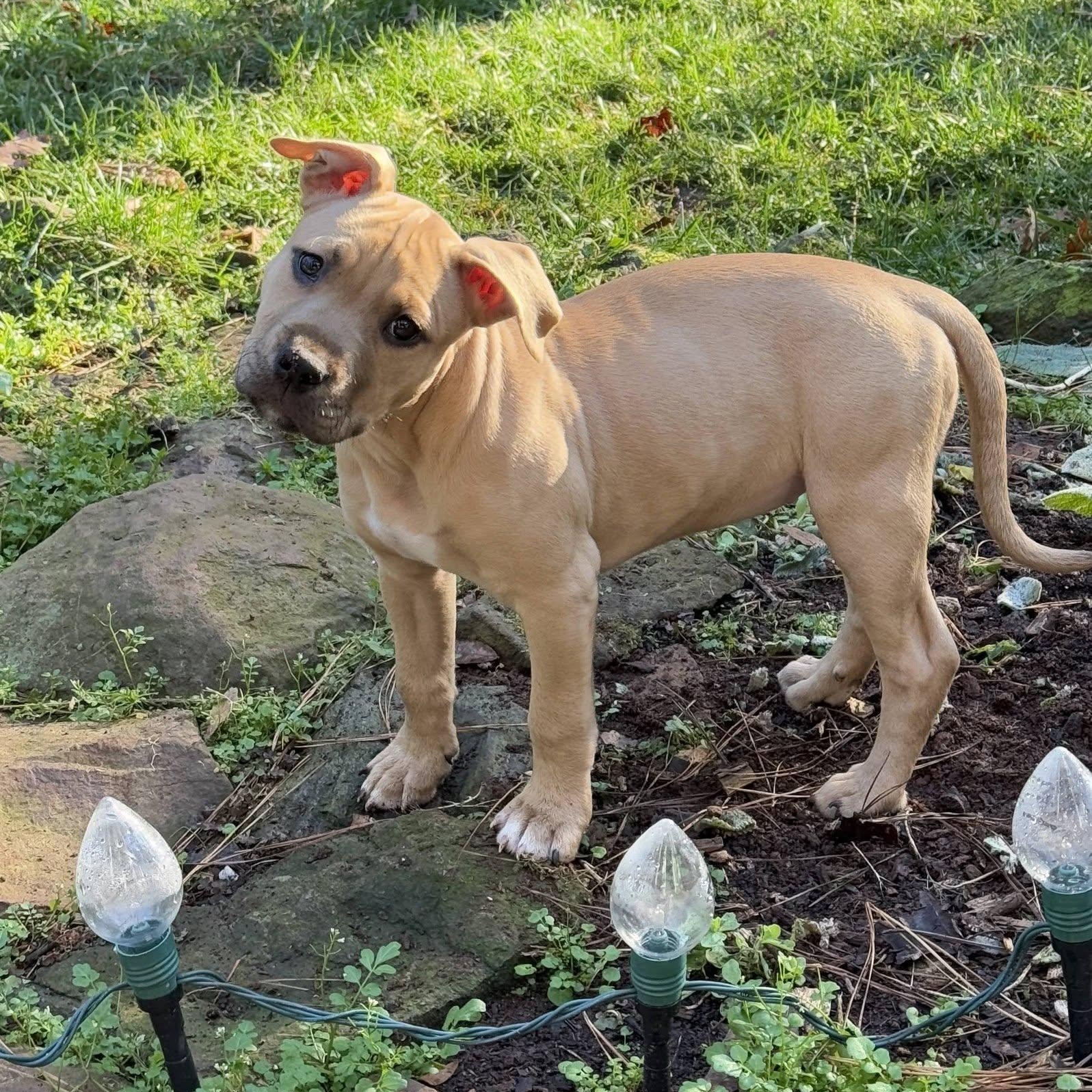 Enlarge Millie, an adopted mixed breed in Waxhaw, NC image 3/5