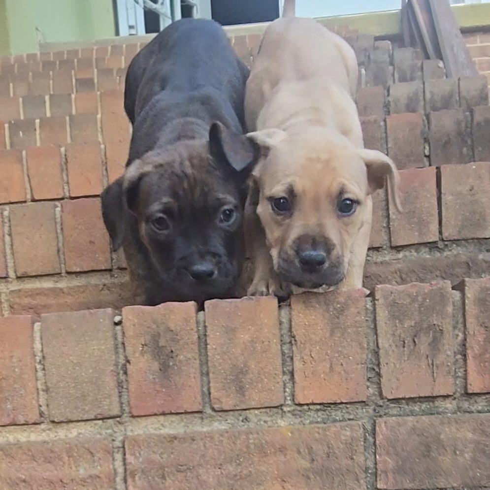 Millie, a Adoptable mixed breed in Waxhaw, NC image 3/3