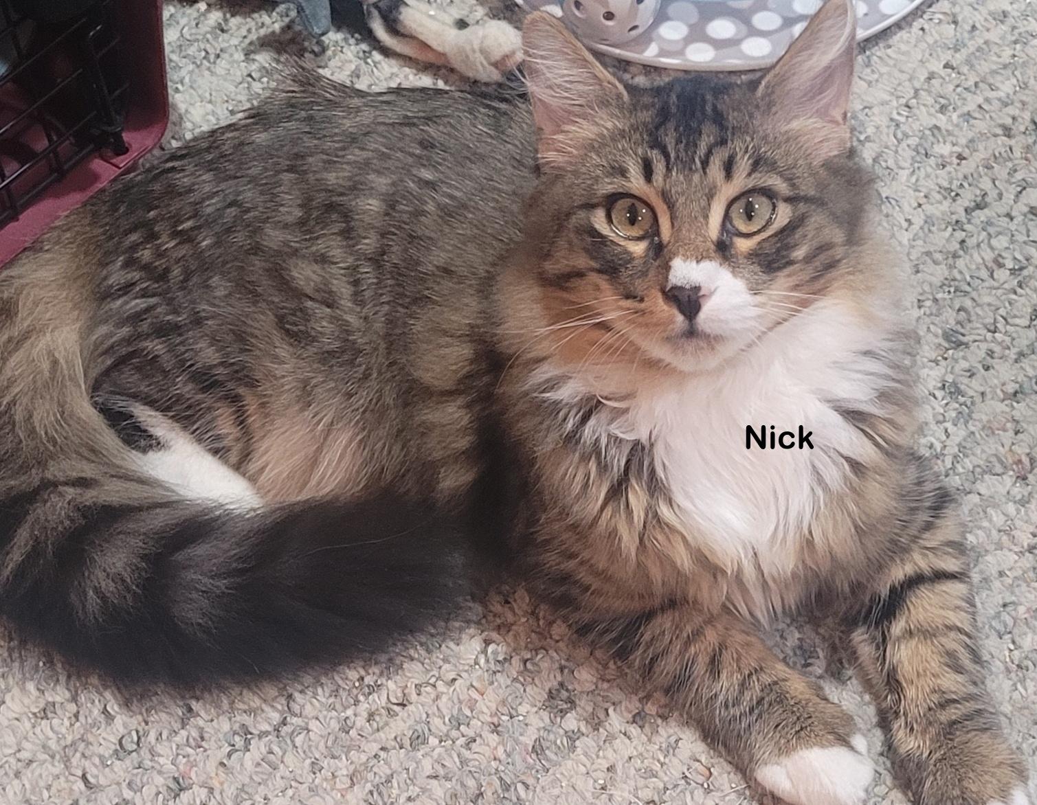 Enlarge Nick, a Adoptable mixed breed in Portland, OR image 1/5