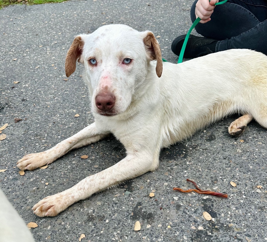 Faline, Adoptable, Adult Female Australian Cattle Dog / Blue Heeler.