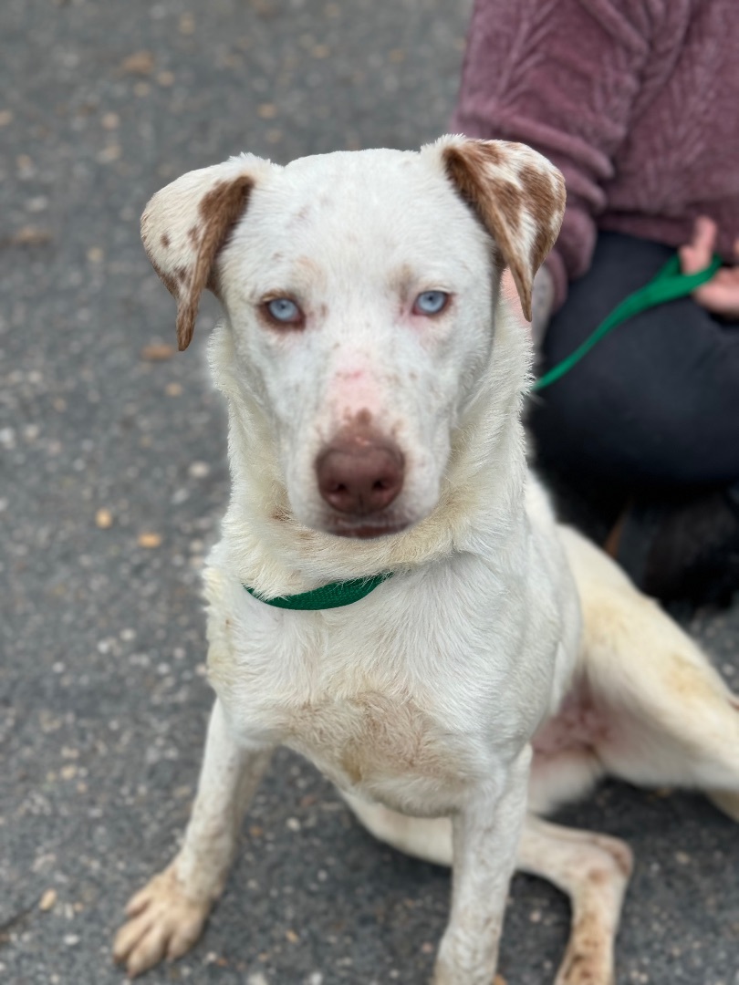 Enlarge Faline, a Adoptable mixed breed in Sonora, CA image 2/6