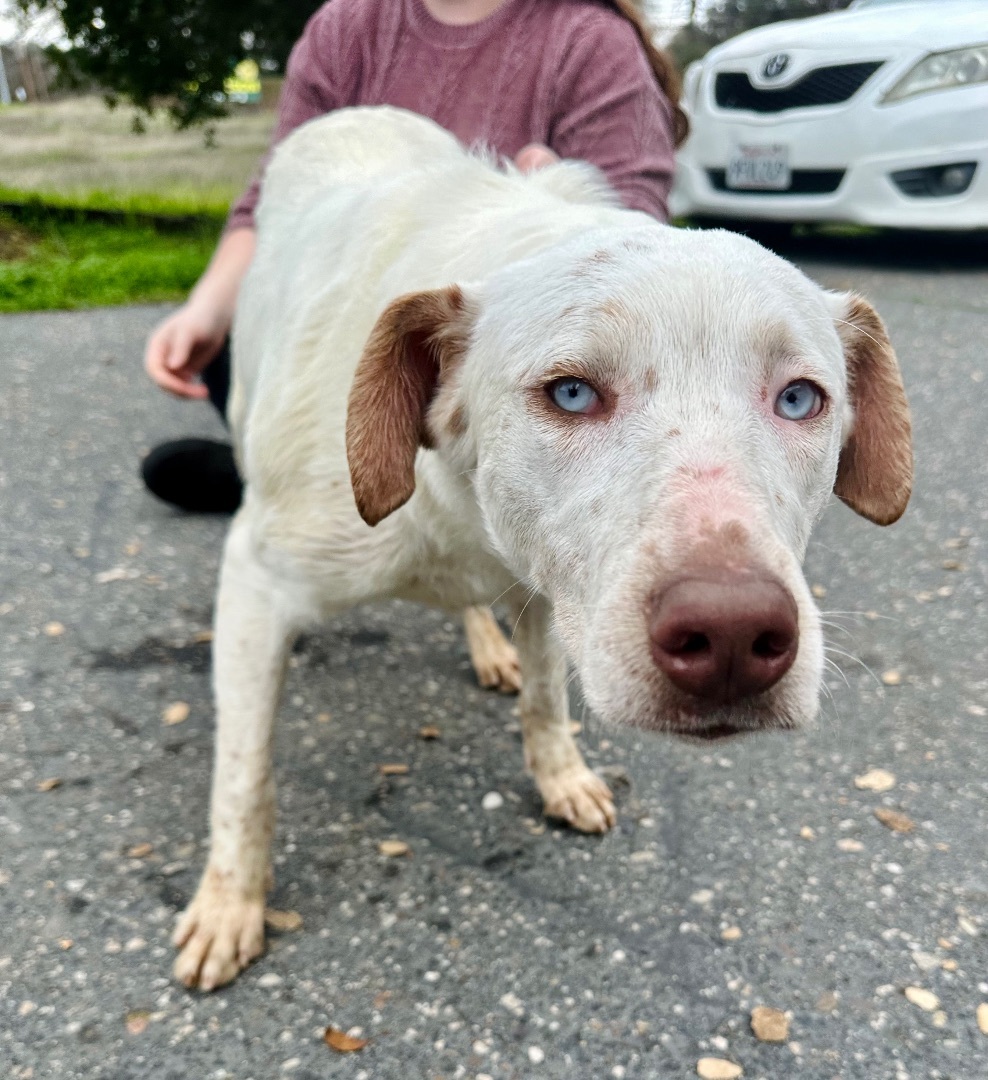 Enlarge Faline, a Adoptable mixed breed in Sonora, CA image 3/6