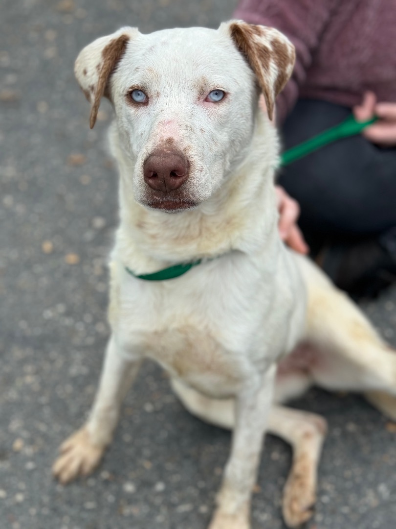Enlarge Faline, a Adoptable mixed breed in Sonora, CA image 4/6