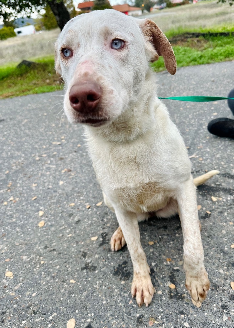 Enlarge Faline, a Adoptable mixed breed in Sonora, CA image 5/6