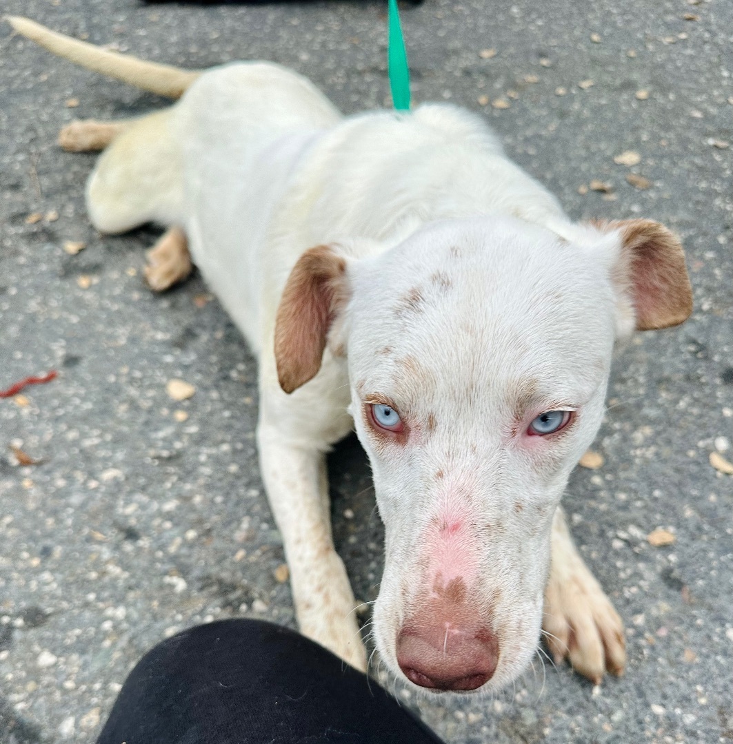 Enlarge Faline, a Adoptable mixed breed in Sonora, CA image 6/6