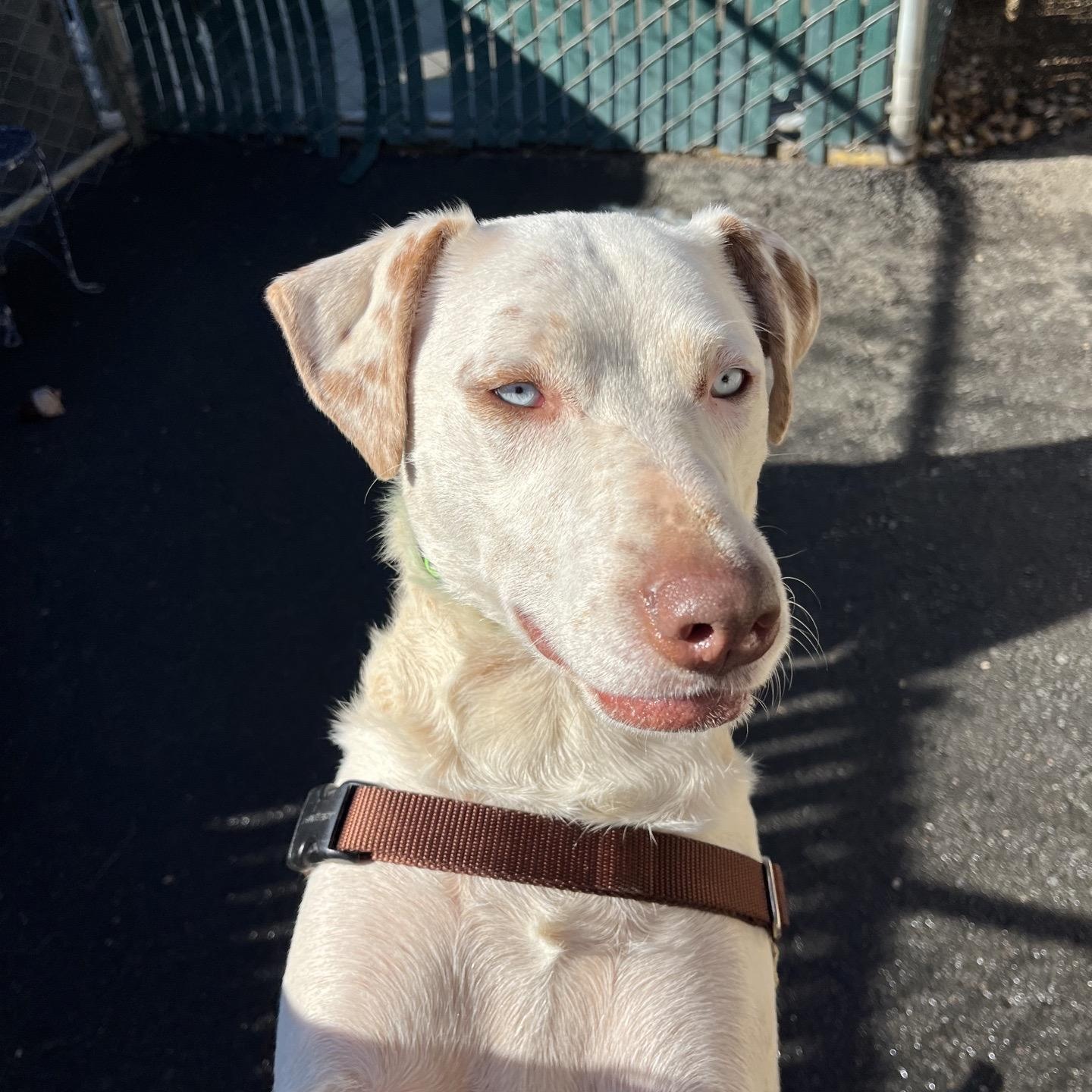 Faline, Adoptable, Adult Female Australian Cattle Dog / Blue Heeler.