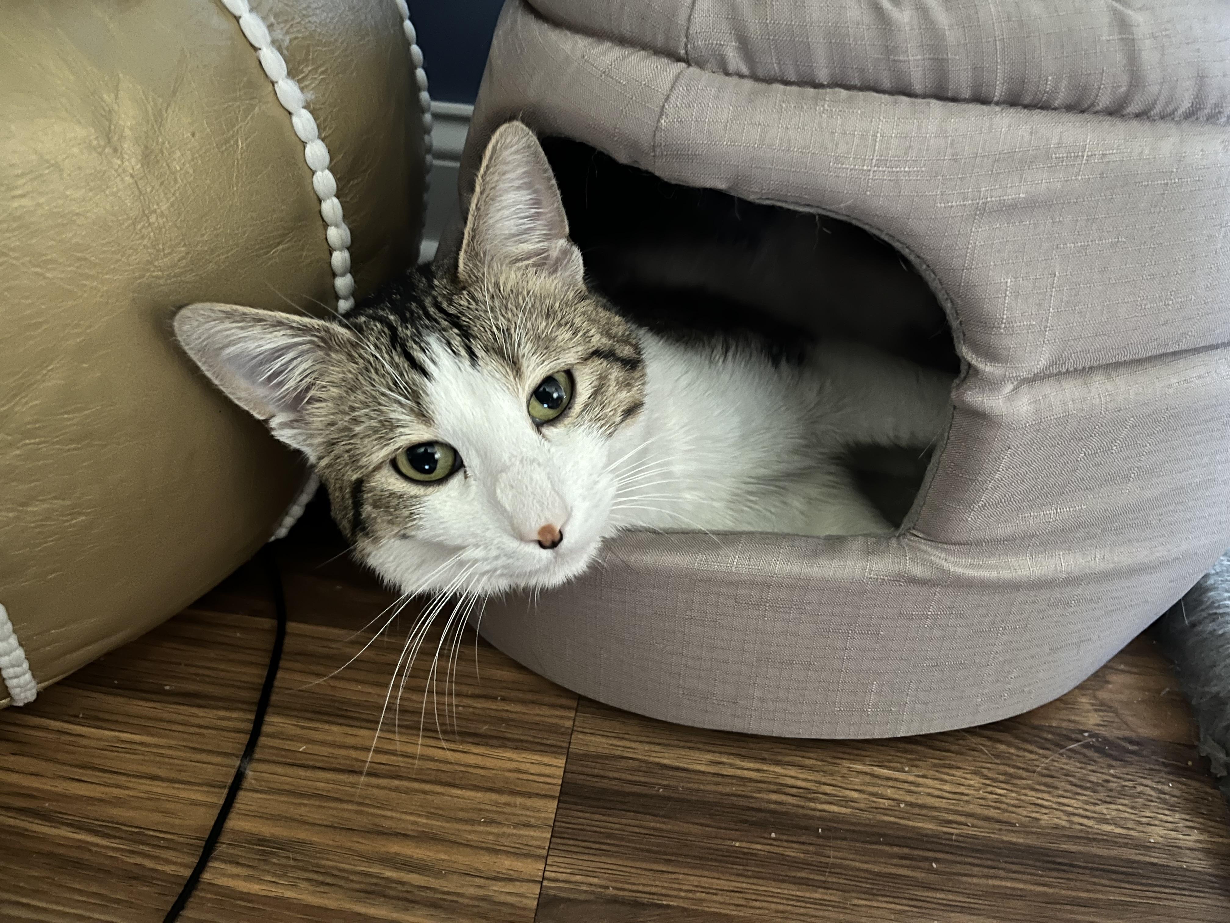 Enlarge Kito, Alex and Minnie, a Adoptable Domestic Short Hair in Syracuse, NY image 6/6