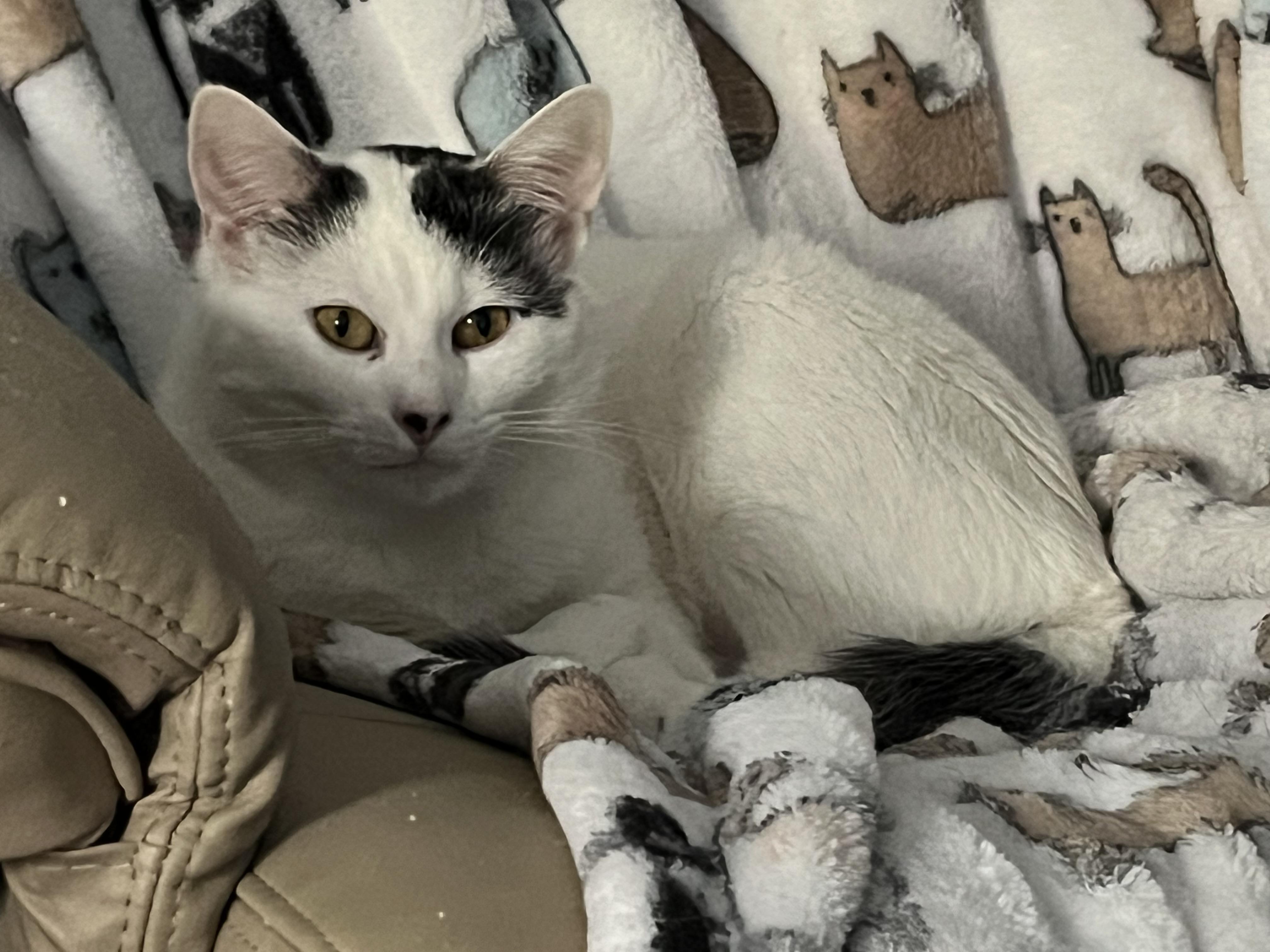 Enlarge Kito, Alex and Minnie, a Adoptable Domestic Short Hair in Syracuse, NY image 5/6