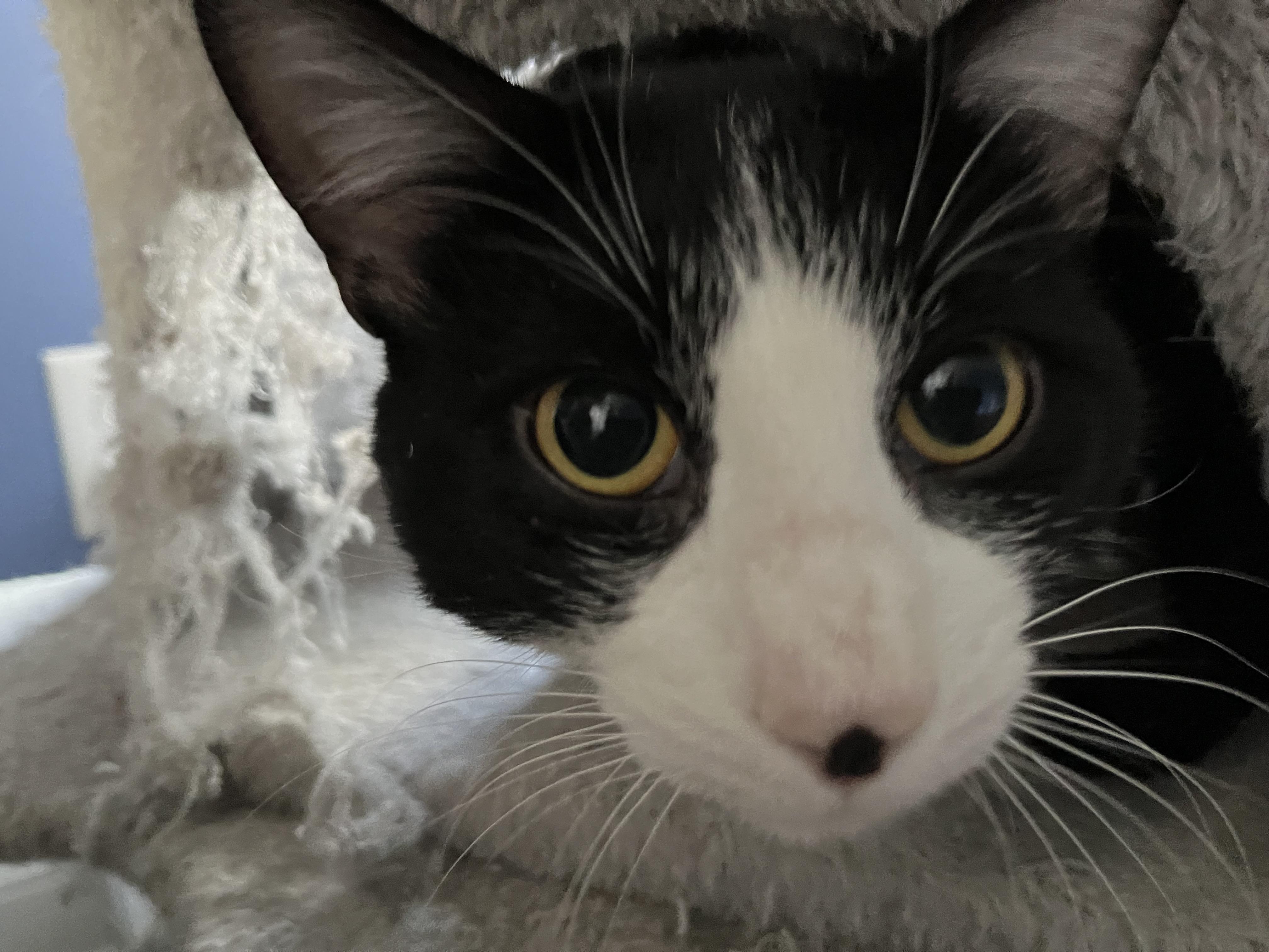 Enlarge Kito, Alex and Minnie, a Adoptable Domestic Short Hair in Syracuse, NY image 3/6