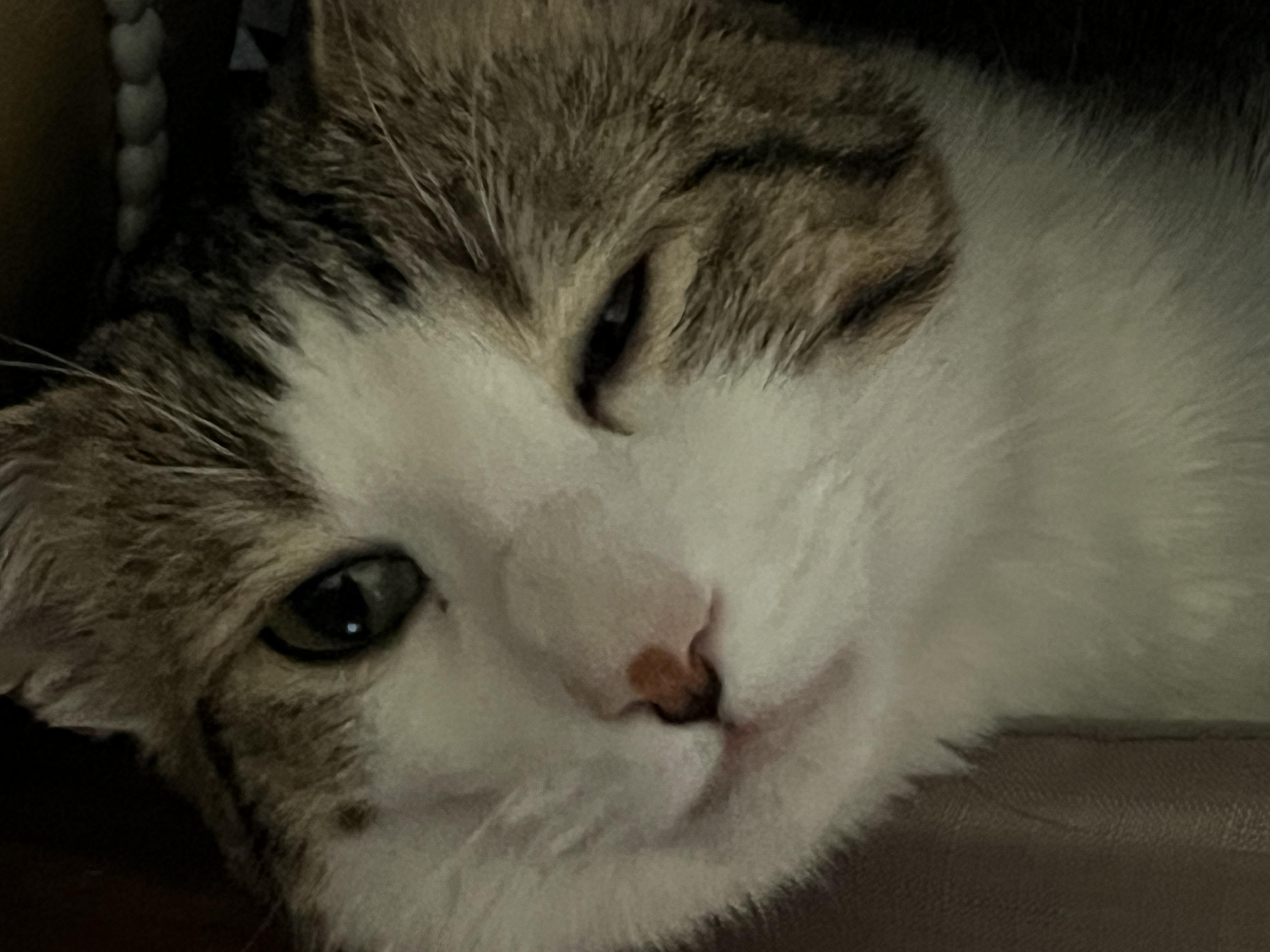 Kito, Alex and Minnie, Adoptable, Young Male Domestic Short Hair.