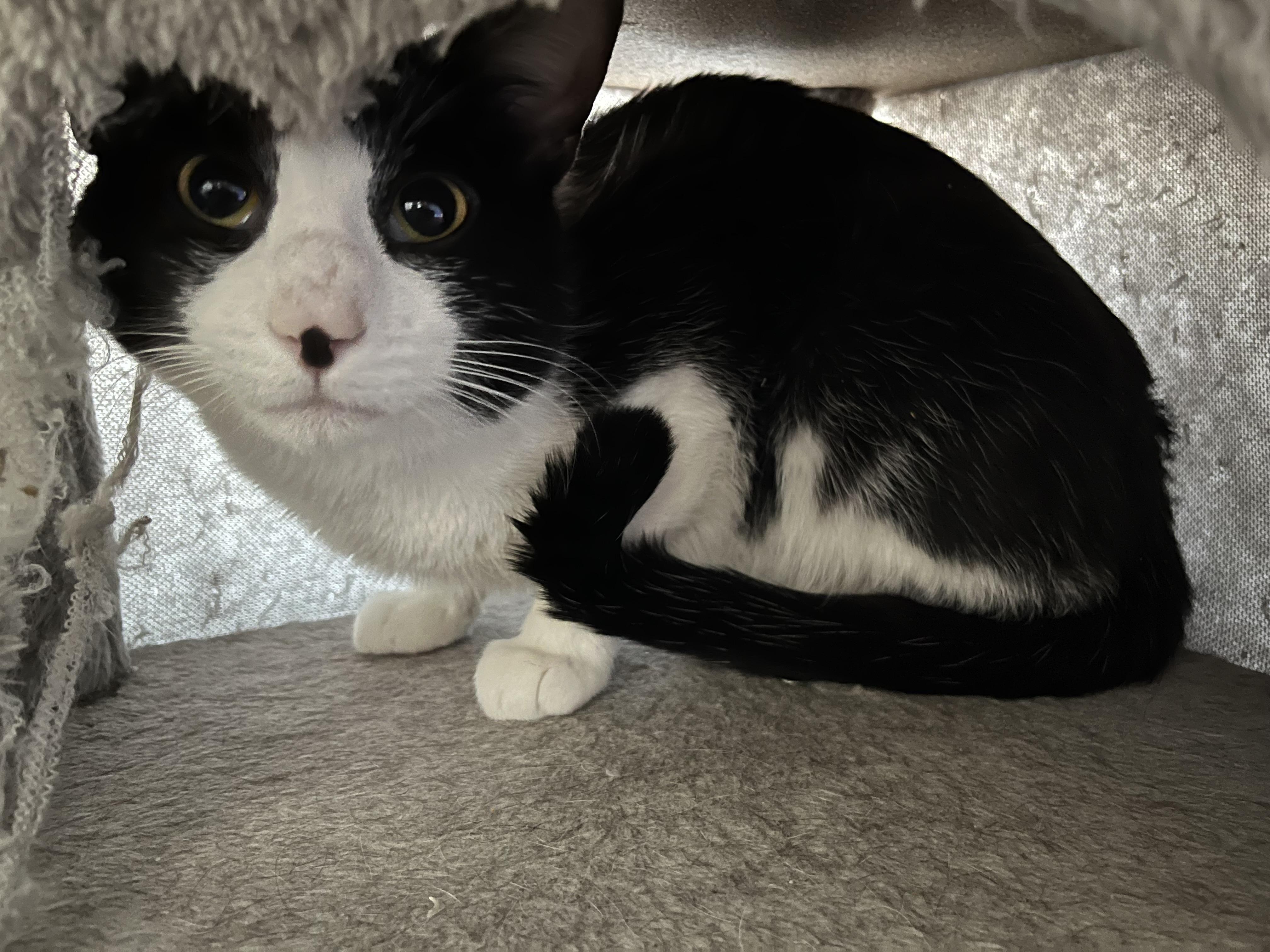 Enlarge Kito, Alex and Minnie, a Adoptable Domestic Short Hair in Syracuse, NY image 2/6