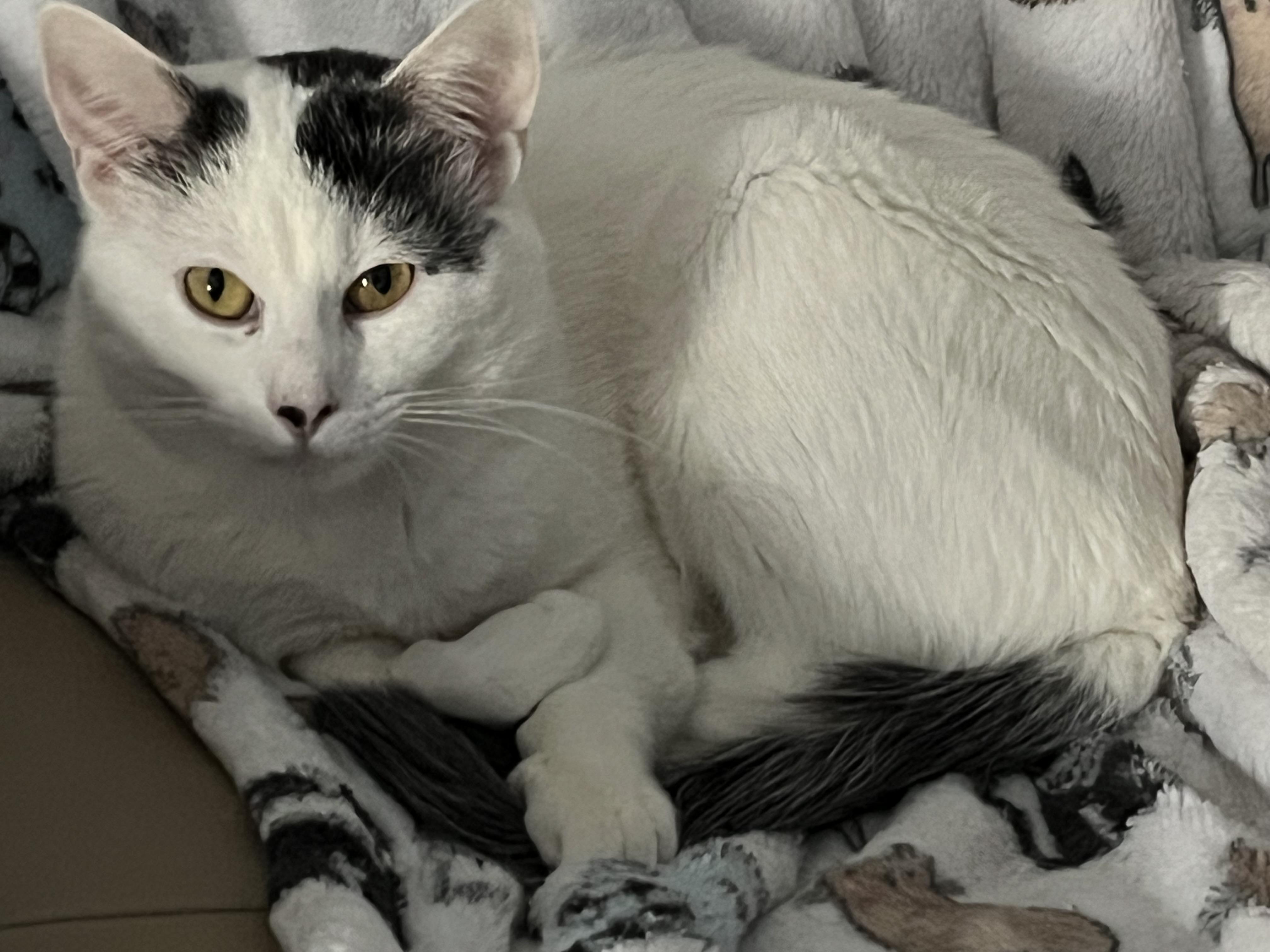 Enlarge Kito, Alex and Minnie, a Adoptable Domestic Short Hair in Syracuse, NY image 4/6