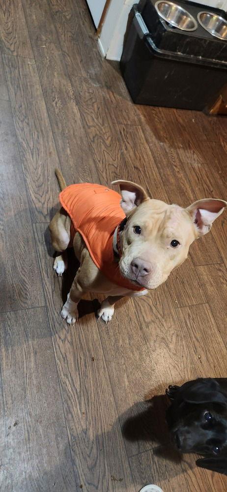 Enlarge Piper (TX), a Adoptable Pit Bull Terrier in New York, NY image 1/3