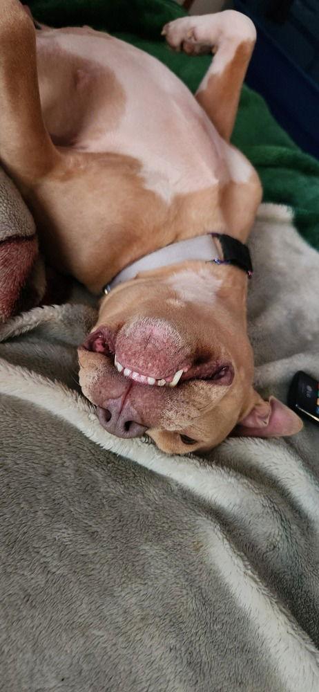 Enlarge Piper (TX), a Adoptable Pit Bull Terrier in New York, NY image 2/3