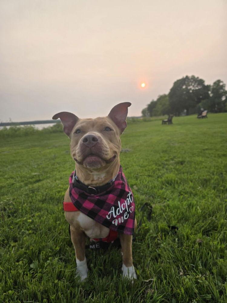 Enlarge Piper (TX), a Adoptable Pit Bull Terrier in New York, NY image 3/3