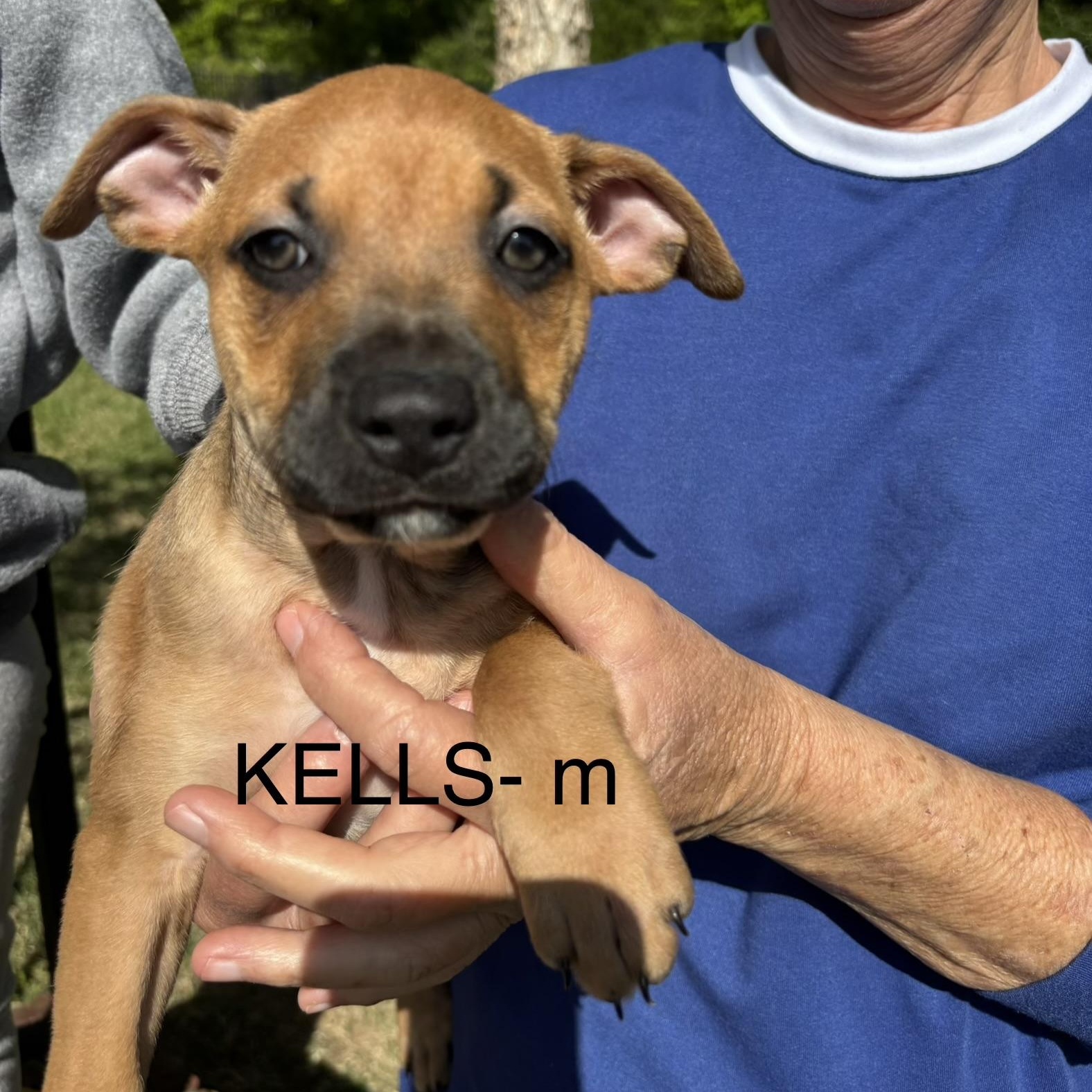 Enlarge Kells, an adopted mixed breed in Brentwood, TN image 1/1