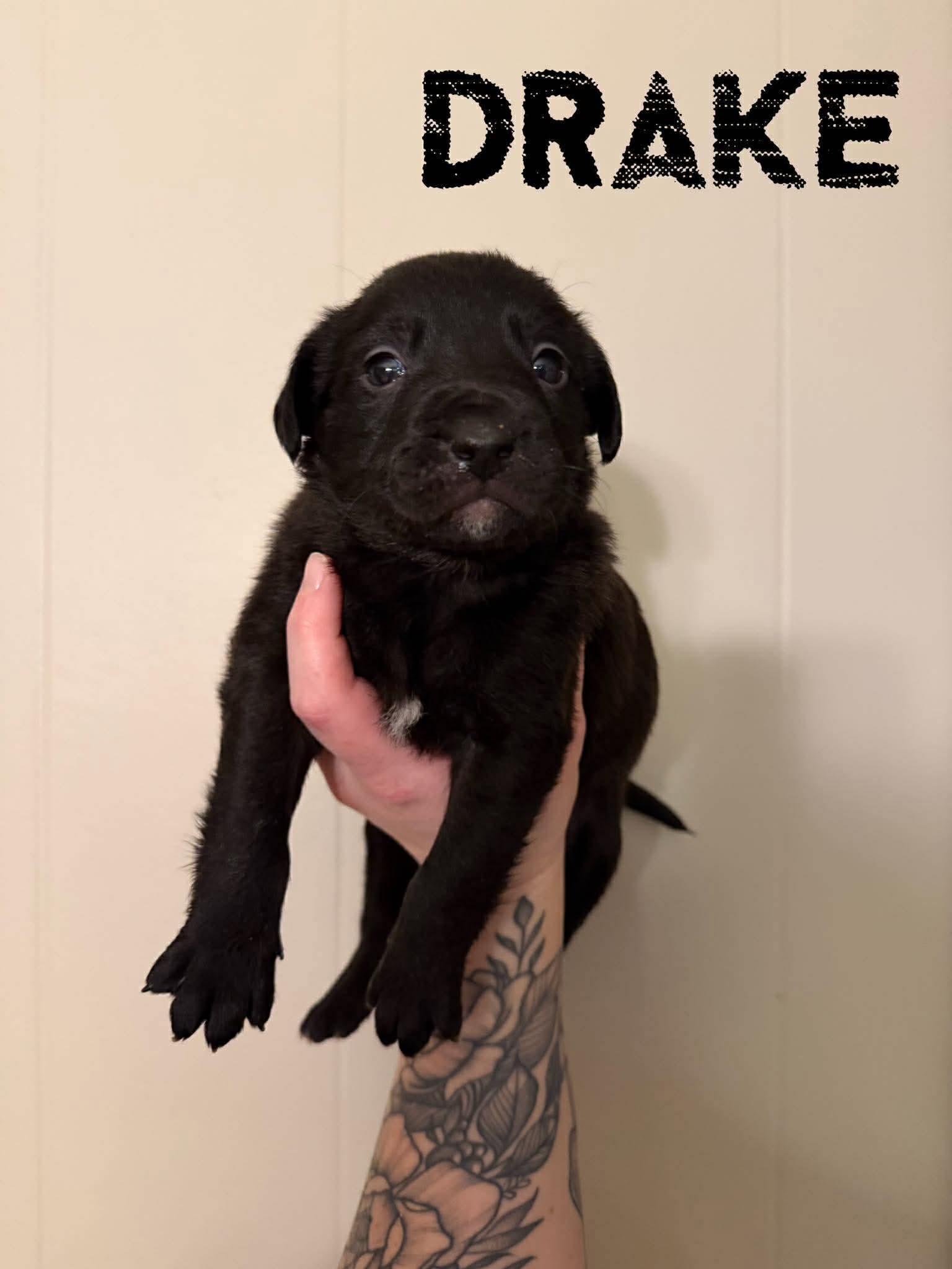 Enlarge Drake, an adopted Black Labrador Retriever in Pine Bluff, AR image 1/1