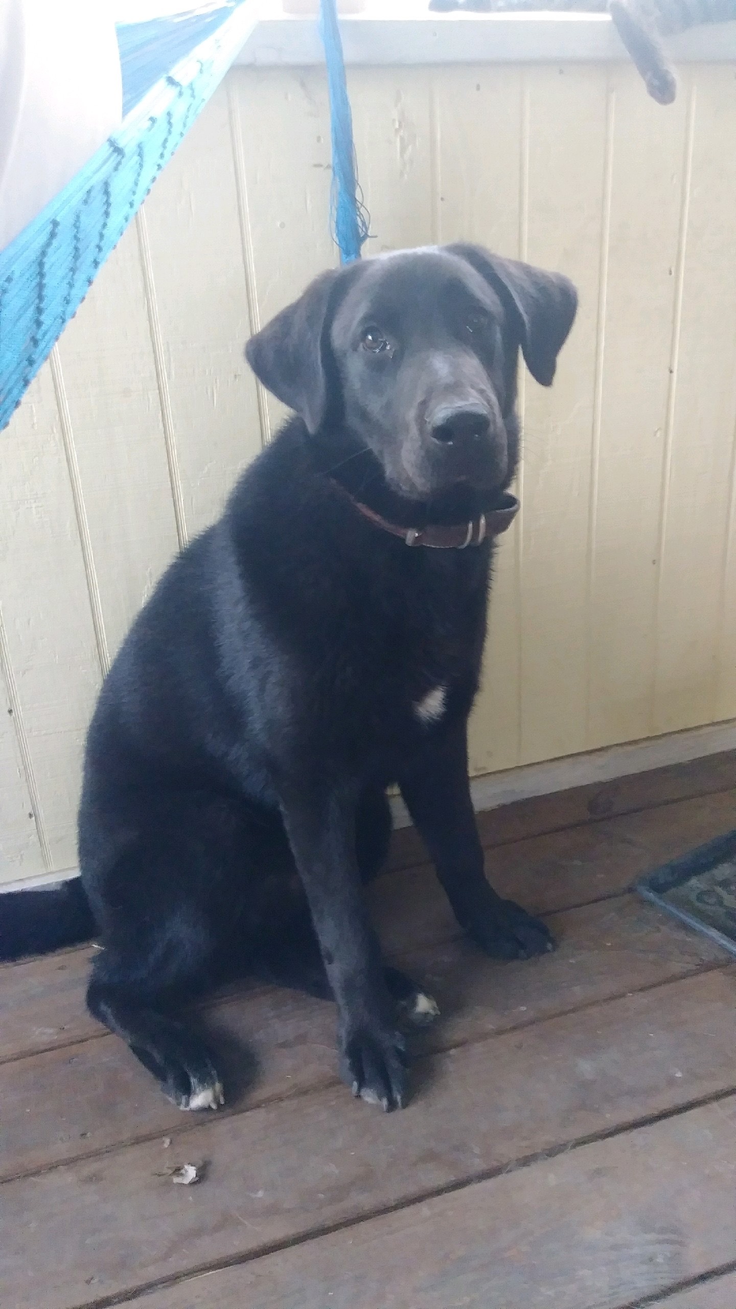 Rufus, Adoptable, Young Male Labrador Retriever.