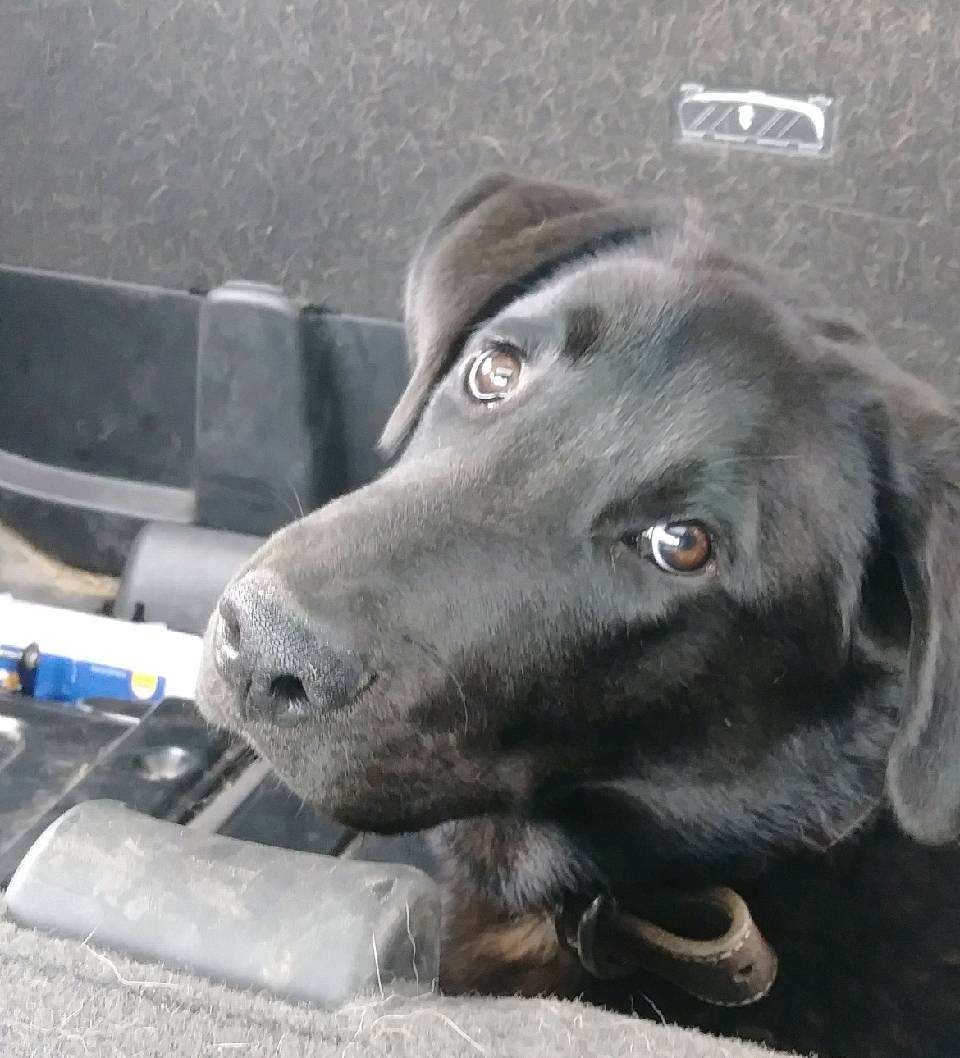 Enlarge Rufus, a Adoptable Labrador Retriever in Bigfoot, TX image 2/8