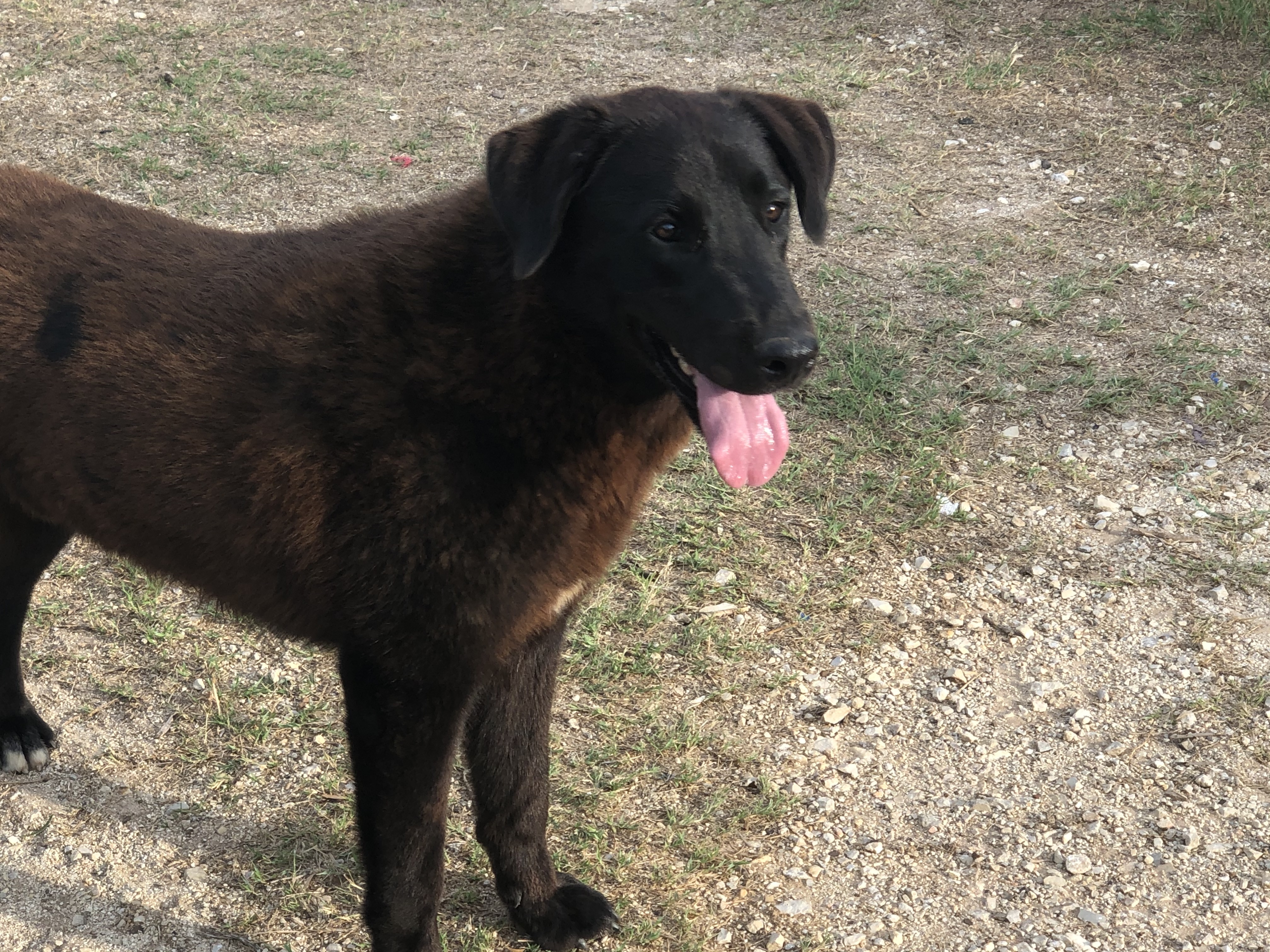 Enlarge Rufus, a Adoptable Labrador Retriever in Bigfoot, TX image 3/8