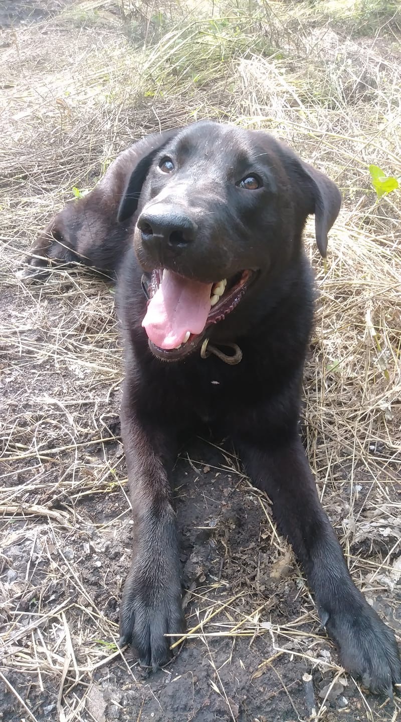 Enlarge Rufus, a Adoptable Labrador Retriever in Bigfoot, TX image 4/8