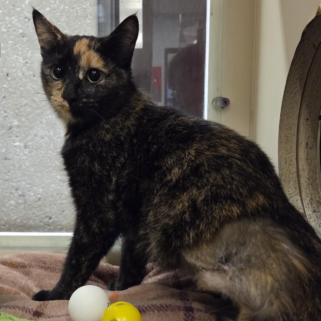 Enlarge Yardstick, a Adoptable Domestic Short Hair in Hinsdale, IL image 1/1