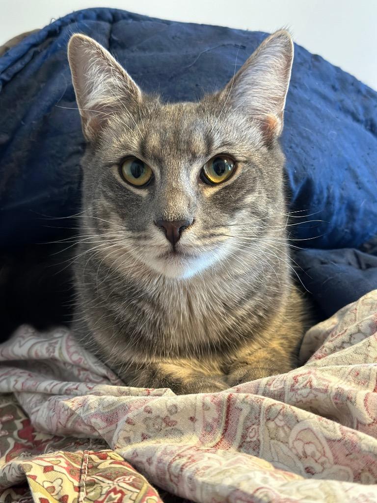 Bonnie, Adoptable, Young Female Domestic Short Hair.