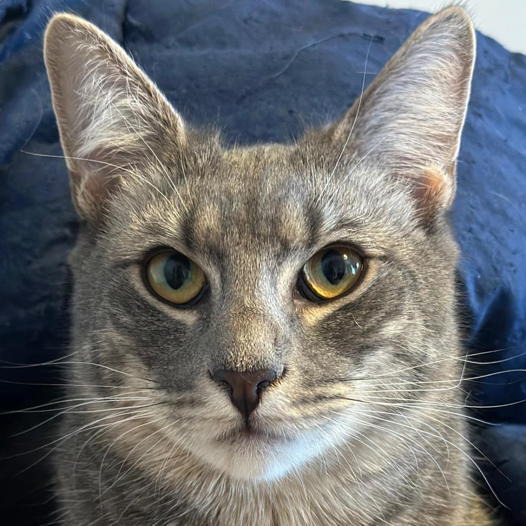 Enlarge Bonnie, a Adoptable mixed breed in New York, NY image 4/6