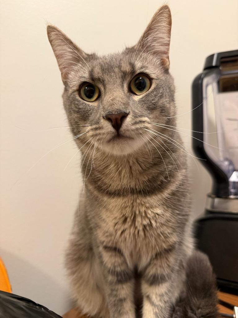 Enlarge Bonnie, a Adoptable mixed breed in New York, NY image 6/6
