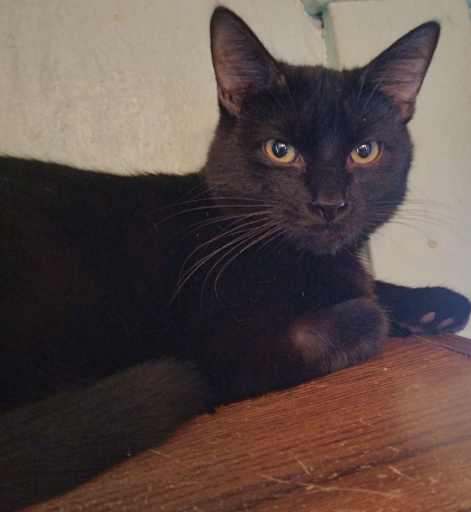 NILES, Adoptable, Kitten Male Domestic Short Hair.