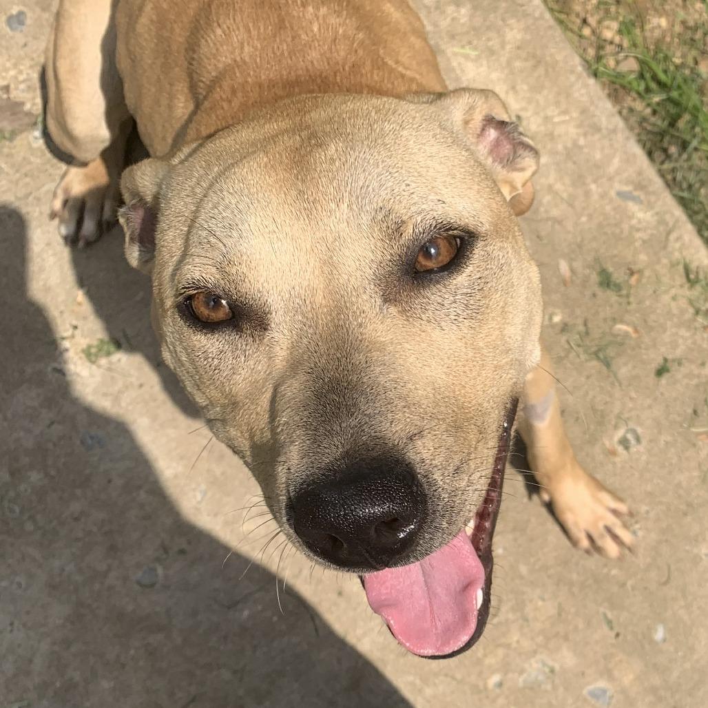 Ginger, Adoptable, Young Female Pit Bull Terrier.