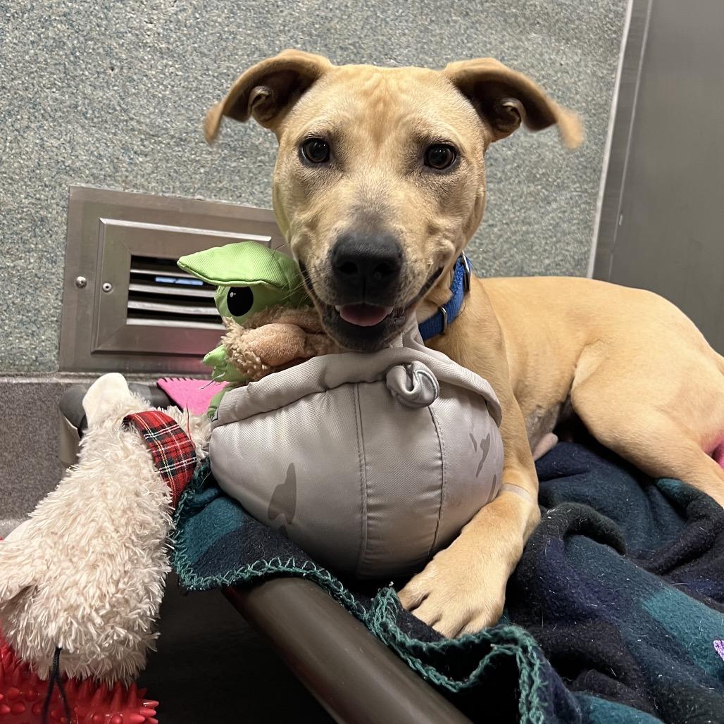 Enlarge Ginger, a Adoptable Pit Bull Terrier in Baltimore, MD image 2/4