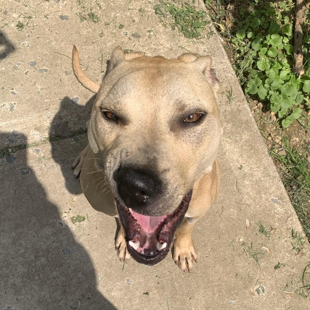 Enlarge Ginger, a Adoptable Pit Bull Terrier in Baltimore, MD image 3/4