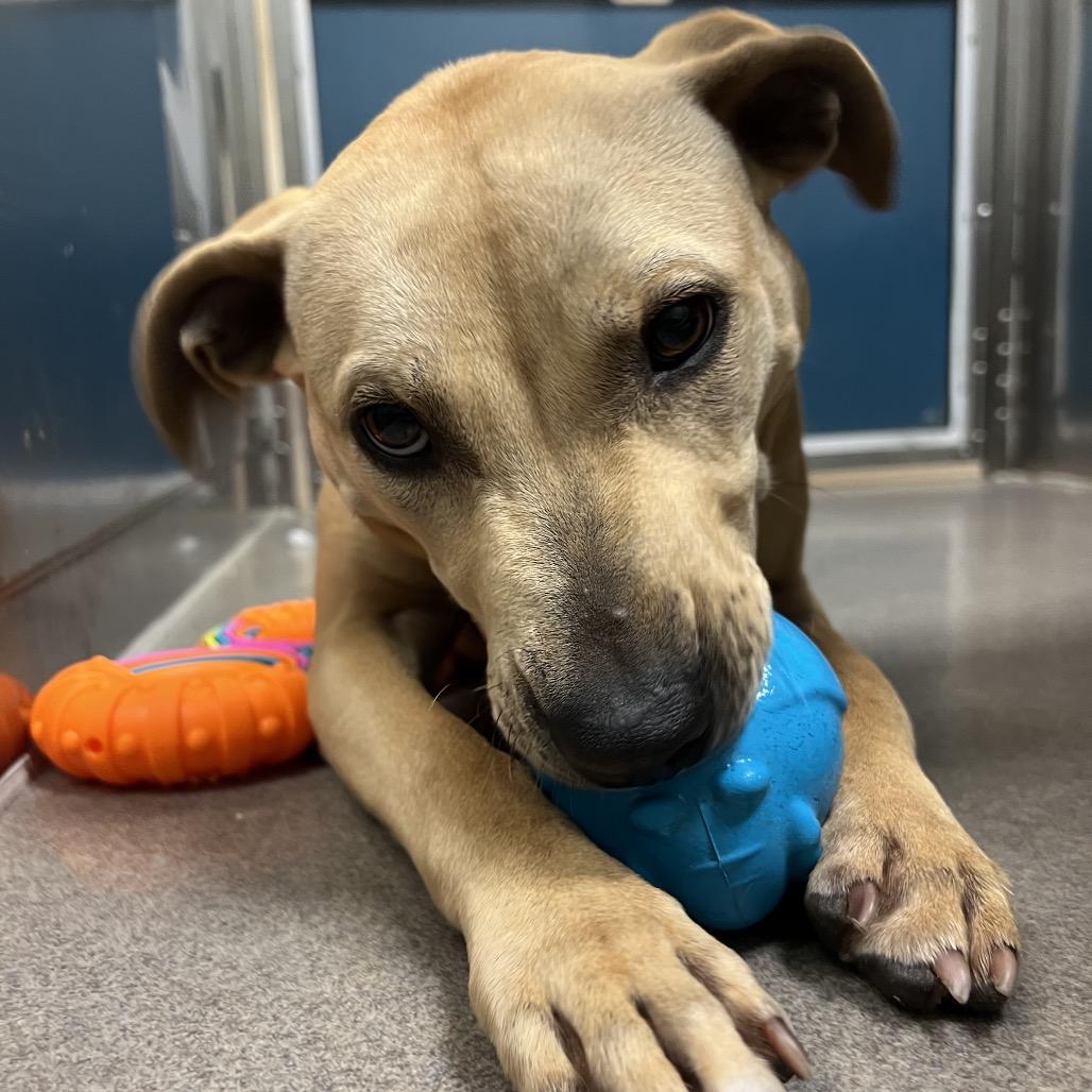 Enlarge Ginger, a Adoptable Pit Bull Terrier in Baltimore, MD image 4/4