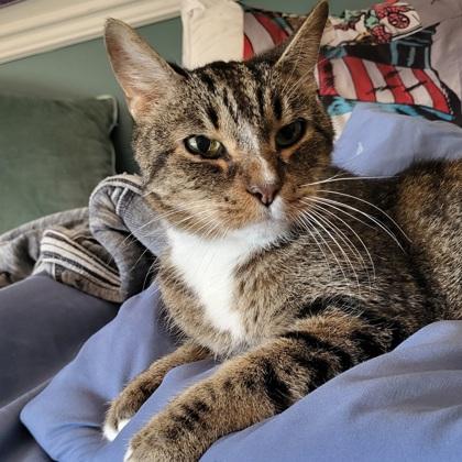 Buddy, Adoptable, Senior Male Domestic Short Hair & Domestic Short Hair.