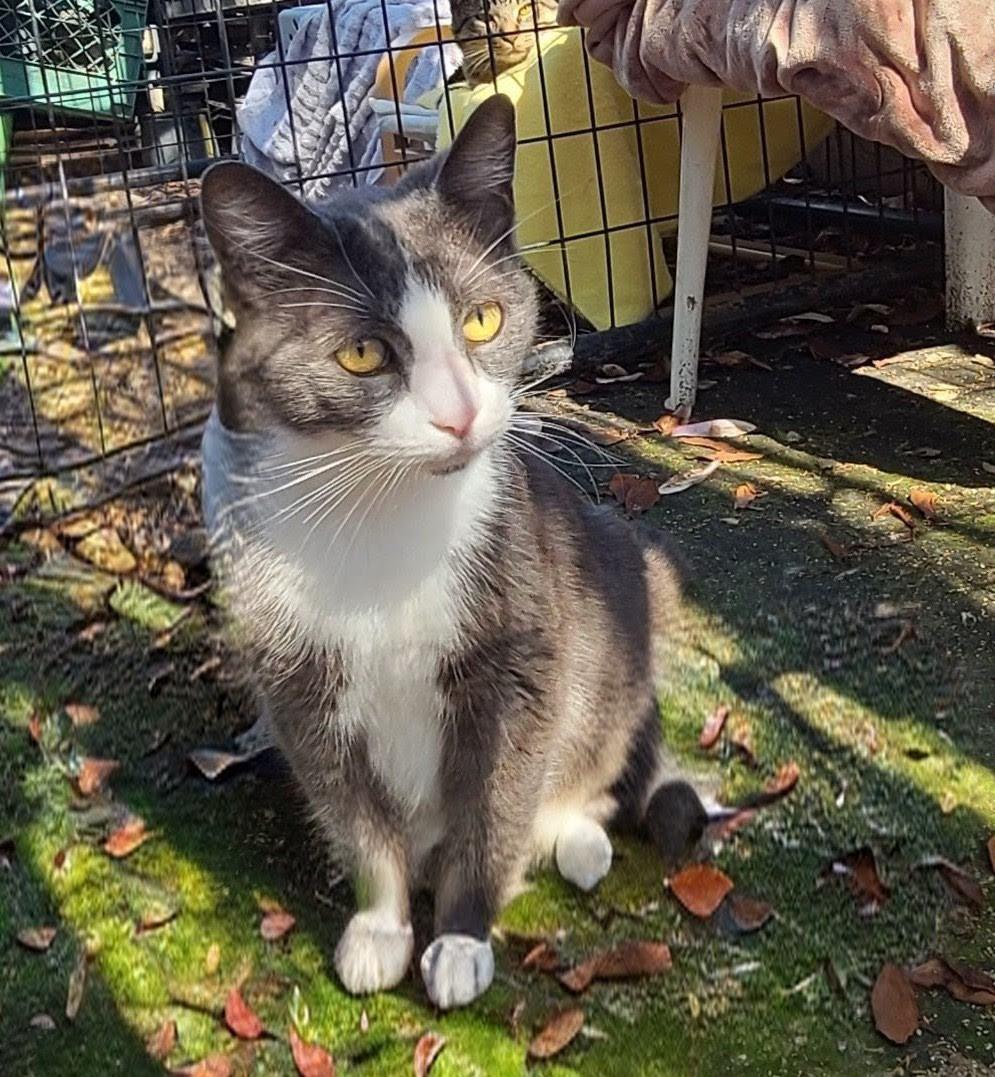Amy, Adopted, Adult Female Domestic Short Hair.